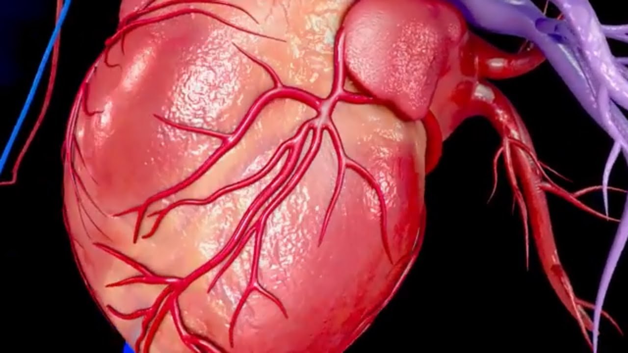 #TomorrowsDiscoveries: Heart Attack in a Dish – Dr. Brian O’Rourke - YouTube