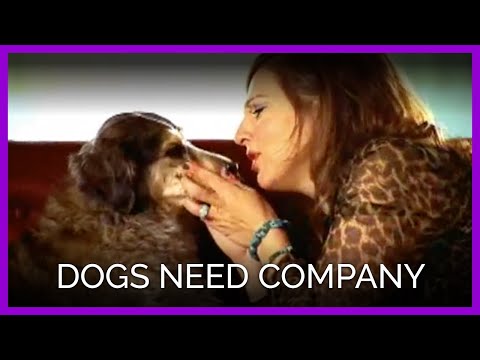YouTube - Dogs Need Company