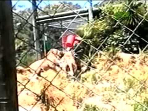 YouTube - Untamed and Uncut - Lions Maul Zookeeper
