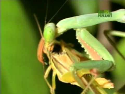 YouTube - Nature's Perfect Predators- Praying Mantis
