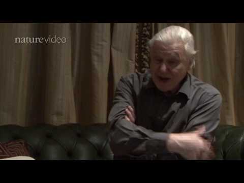 YouTube - PART 2: David Attenborough on birds of paradise - by Nature Video