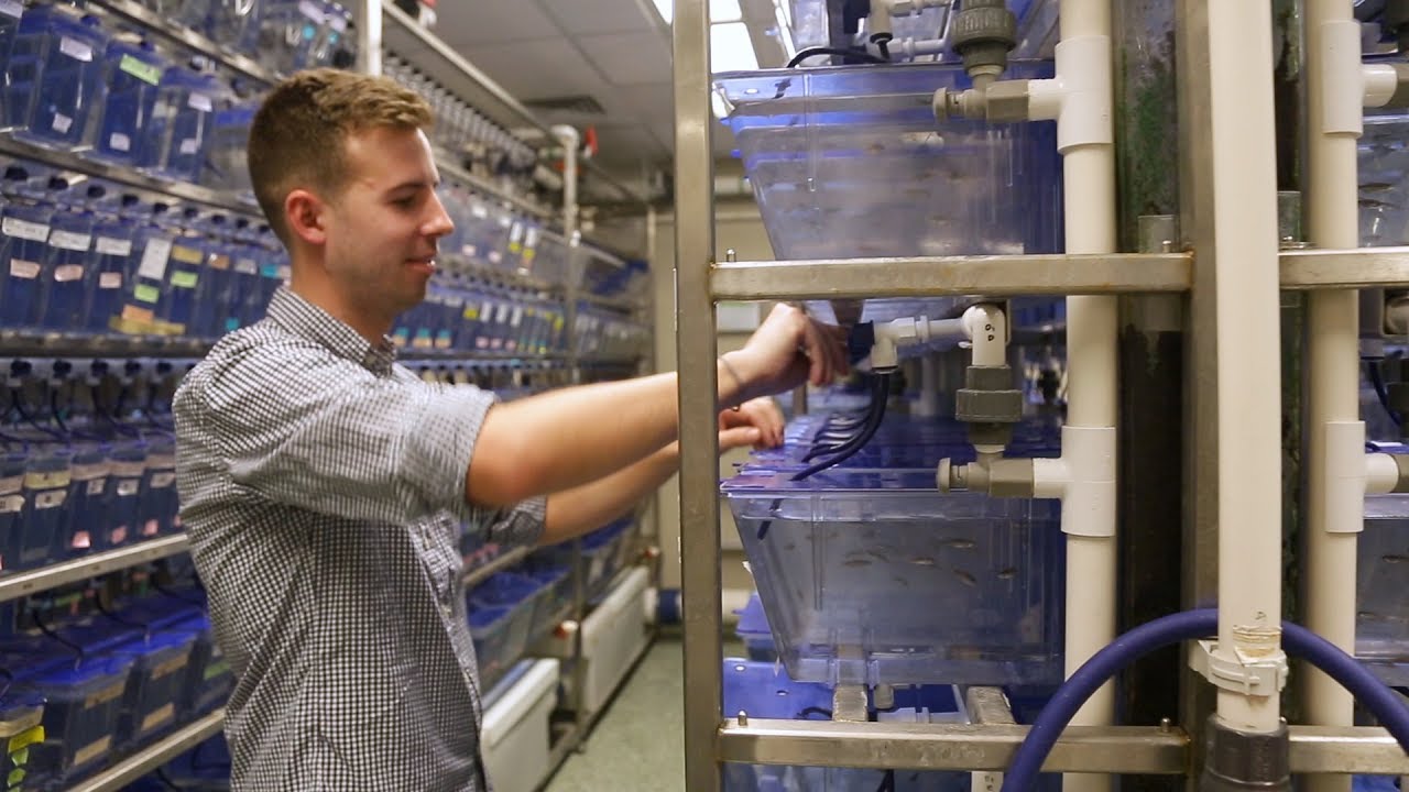 Zebrafish Research | Behind the Scenes of the Johns Hopkins Zebrafish Facility - YouTube