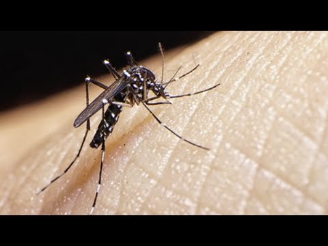 What is the Zika Virus - YouTube