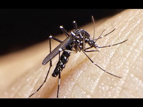 Zika Virus: What You Need to Know from a Johns Hopkins Expert - YouTube