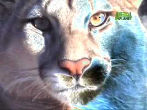 YouTube - Nature's Perfect Predators- Mountain Lion