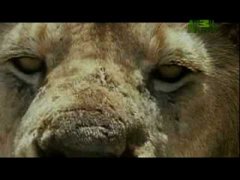YouTube - Weird True and Freaky - Lion Cannibal