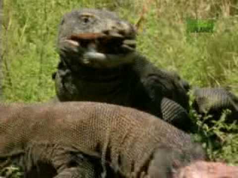 YouTube - Nature's Perfect Predators- Komodo Dragon